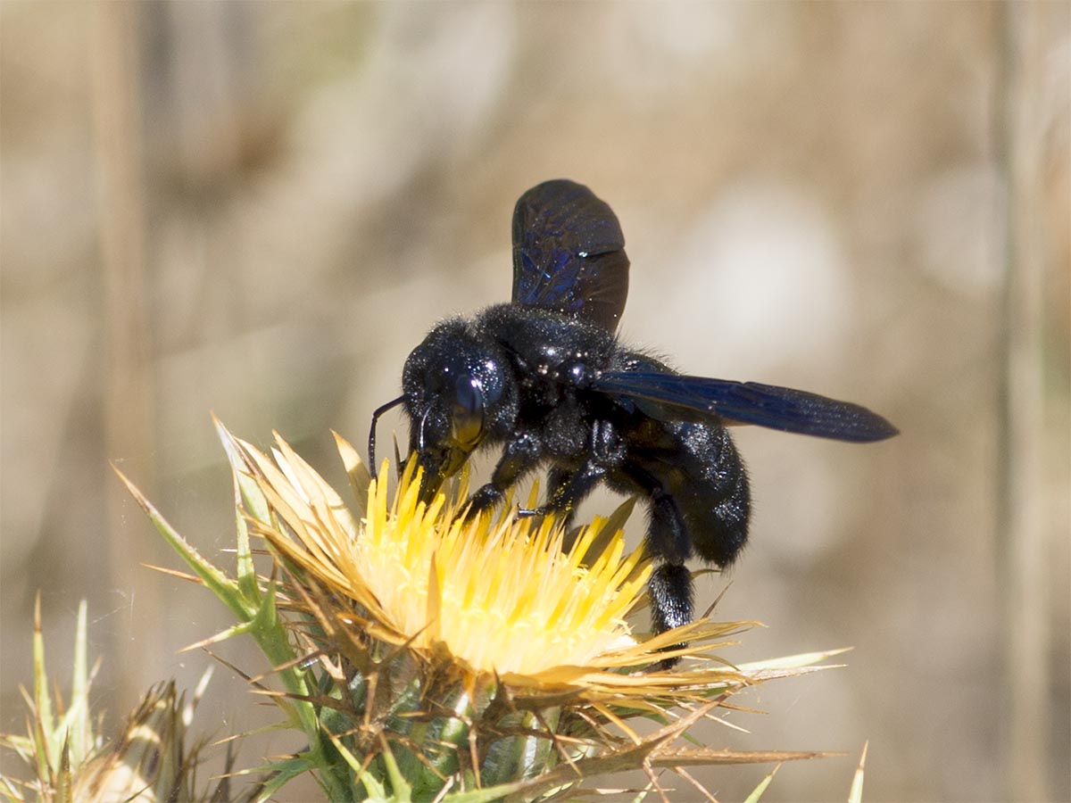 Xylocopa violacea